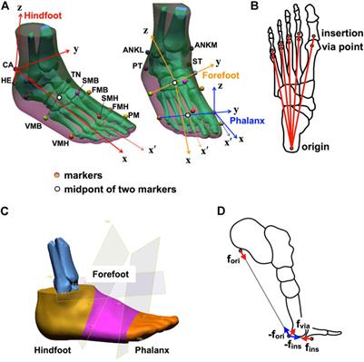 Novel Multi-Segment Foot Model Incorporating Plantar Aponeurosis for Detailed Kinematic and Kinetic Analyses of the Foot With Application to Gait Studies